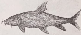 Barbel