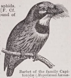 Barbet