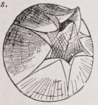 Barnacle
