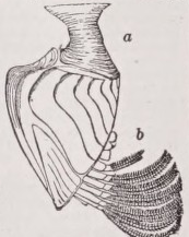 Barnacle