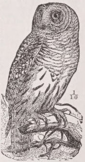 Barred owl