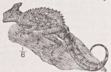 Basilisk
