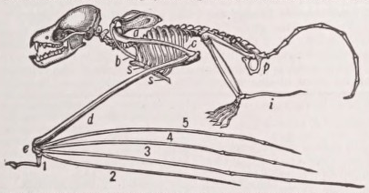 Bat