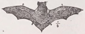 Bat