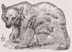 Bear