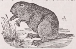 Beaver