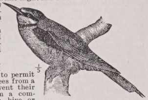 Bee-eater