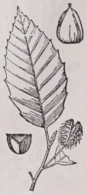 Beech