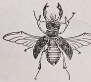 Beetle