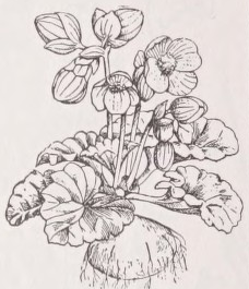 Begonia