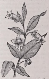 Belladonna