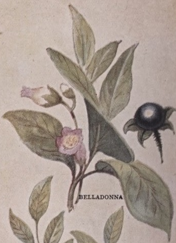 Belladonna