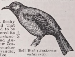 Bellbird