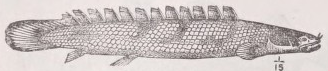Bichir