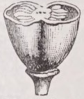 Bilocular