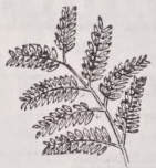 Bipinnated