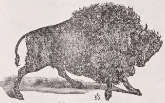 Bison