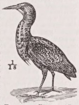 Bittern