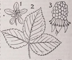 Blackberry