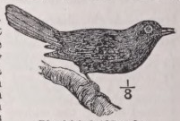 Blackbird