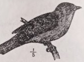 Blackcap
