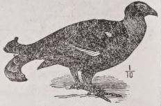 Blackcock