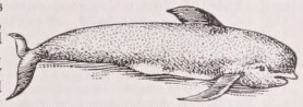 Blackfish