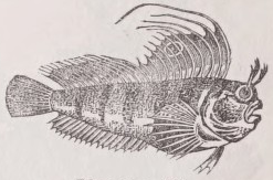 Blenny