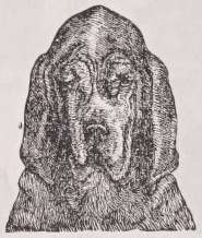 Bloodhound