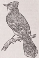 Blue jay