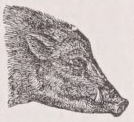 Boar