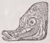 Boarfish