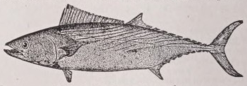 Bonito