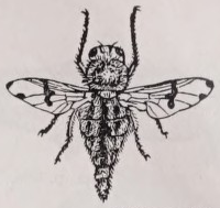 Botfly
