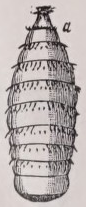 Botfly