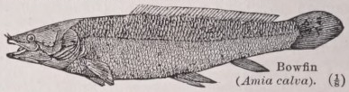 Bowfin