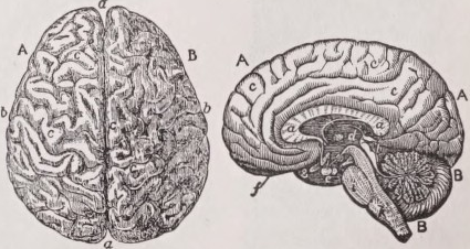 Brain