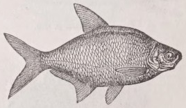Bream