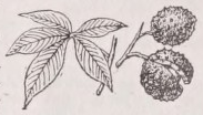 Buckeye