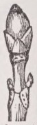Bud
