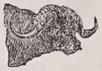 Buffalo
