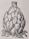 Bulb