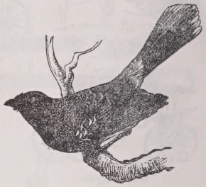 Bulbul