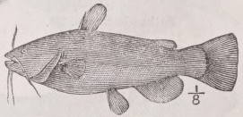 Bullhead