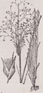 Bunch grass