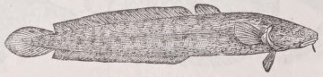 Burbot