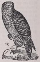 Buzzard