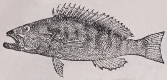 Cabrilla