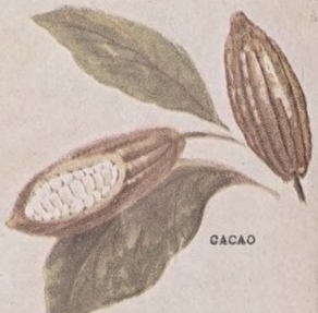 Cacao