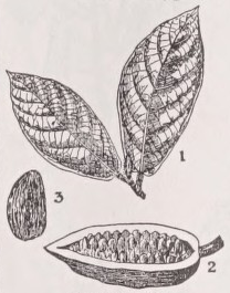 Cacao